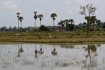 Image showing ASIA CAMBODIA SIEM RIEP TONLE SAP