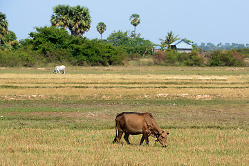 Image showing ASIA CAMBODIA SIEM RIEP TONLE SAP