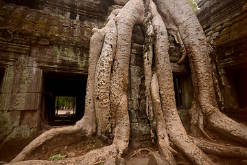 Image showing ASIA CAMBODIA ANGKOR TA PROHM