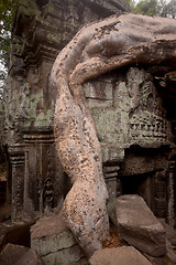 Image showing ASIA CAMBODIA ANGKOR TA PROHM