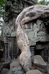 Image showing ASIA CAMBODIA ANGKOR TA PROHM