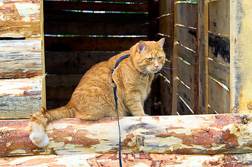 Image showing Red cat on a leash sitting on the window structure of boards