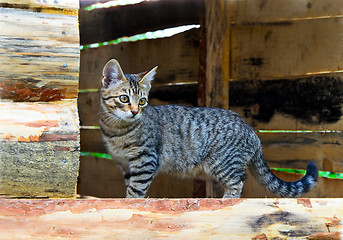 Image showing Cat standing in the window opening of house under construction i