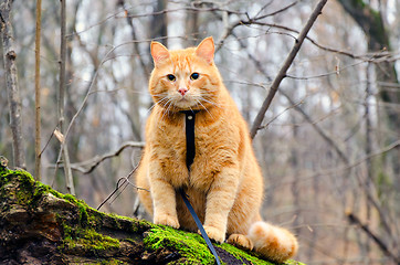 Image showing Red cat on a leash sitting on a felled tree in the forest