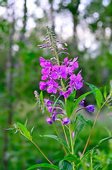 Image showing Willow-tea (Ivan-tea)