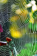 Image showing Spider web on the grass close up