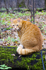 Image showing Red cat on a leash sitting on a felled tree in the forest