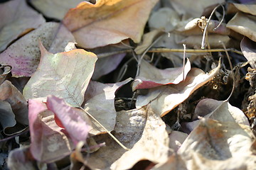 Image showing Dry leaves