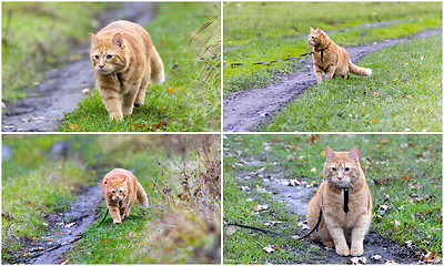 Image showing Collage - walking the cat on the harness