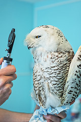 Image showing owl at vet