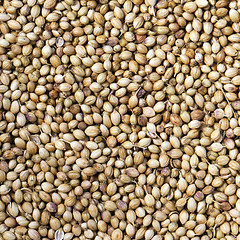 Image showing Coriander seeds