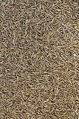 Image showing Cumin seeds 