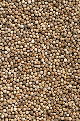 Image showing Coriander seeds