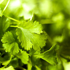 Image showing Coriander leaf