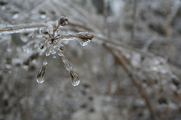 Image showing frozen drops of water in the wild nature