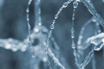 Image showing frozen drops of water in the wild nature