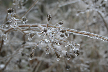 Image showing frozen drops of water in the wild nature