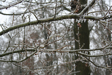 Image showing frozen drops of water in the wild nature