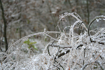 Image showing frozen drops of water in the wild nature