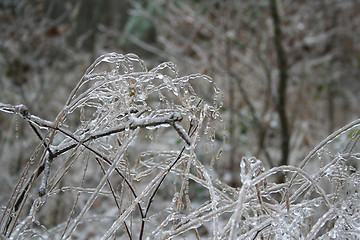 Image showing frozen drops of water in the wild nature