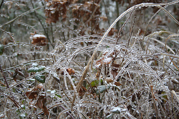 Image showing frozen drops of water in the wild nature