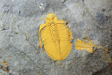 Image showing trilobite fossil