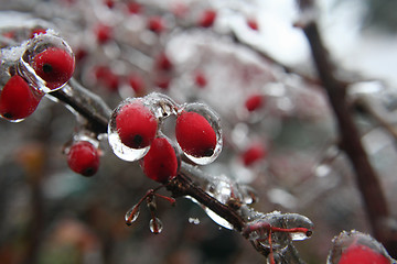 Image showing frozen fruits with fresh ice 