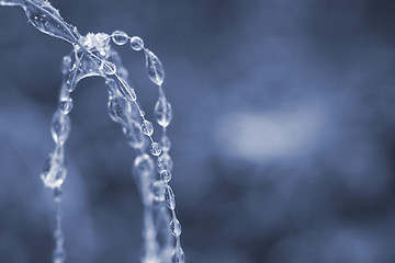 Image showing frozen drops of water in the wild nature