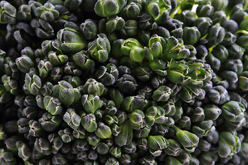 Image showing fresh green broccoli as food background