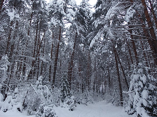 Image showing Winter Forest