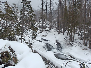 Image showing Winter Forest