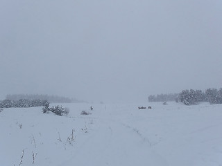 Image showing Snow Storm