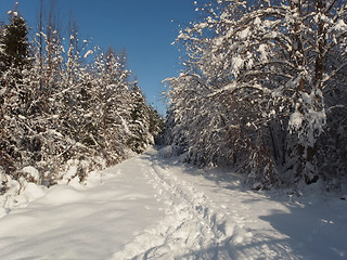 Image showing Winter Forest