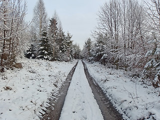 Image showing Road in winter forest