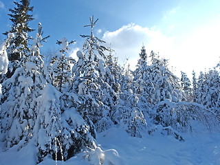 Image showing Winter Forest