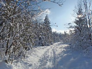 Image showing Winter Forest