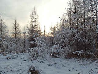 Image showing Winter Forest