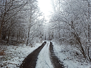 Image showing Road in winter forest