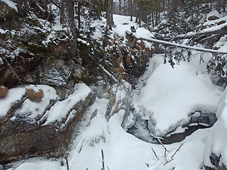 Image showing Winter Forest