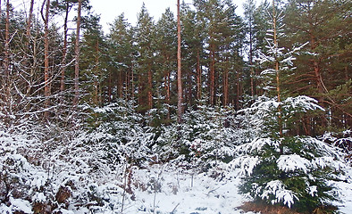 Image showing Winter Forest