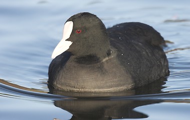 Image showing Common Coot