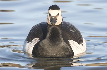 Image showing Barnacle Goose