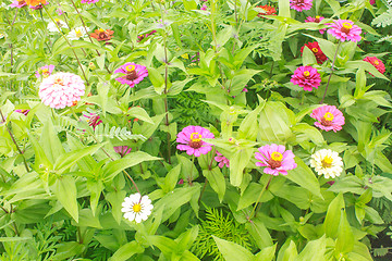 Image showing Zinnia elegans in field