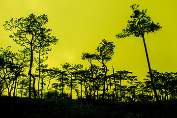 Image showing sunset with black pines silhouette