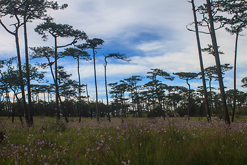 Image showing pine tree forest  on mountain