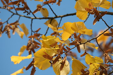 Image showing Fall leaves