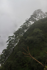 Image showing pine tree forest  on mountain