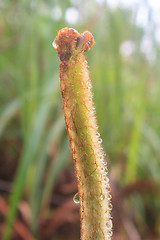 Image showing Close up of fern leaf with water drops 