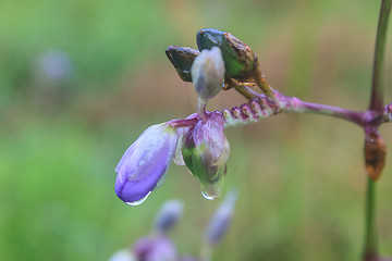 Image showing Murdannia giganteum, Thai purple flower and Pine forest 