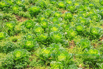 Image showing chinese cabbage field